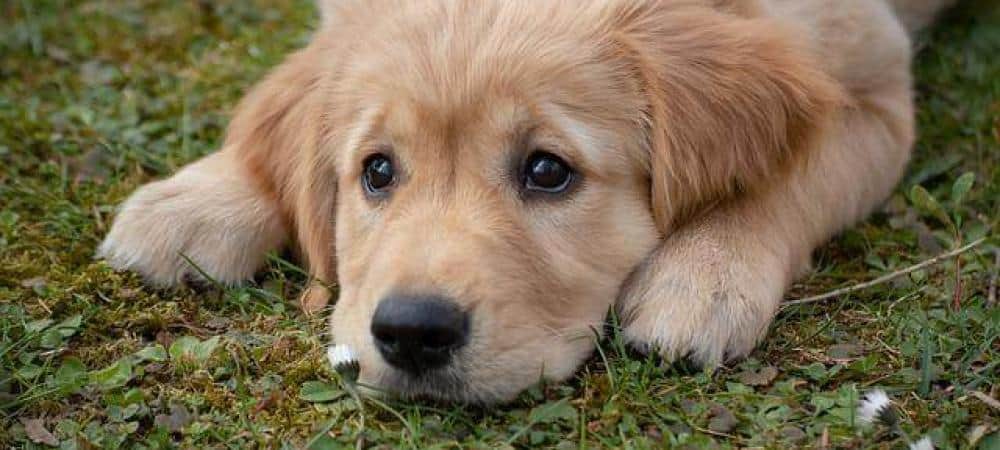 Pet safe lawn treatments