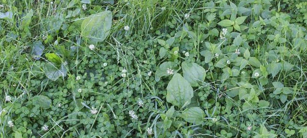 Common Ohio Lawn Weeds