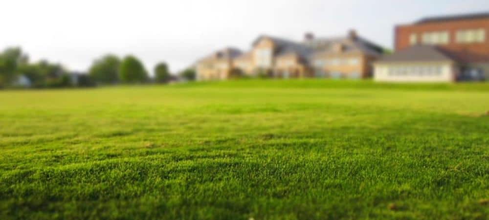 New lawn