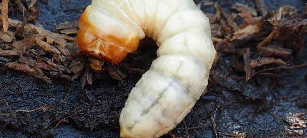 grub damage