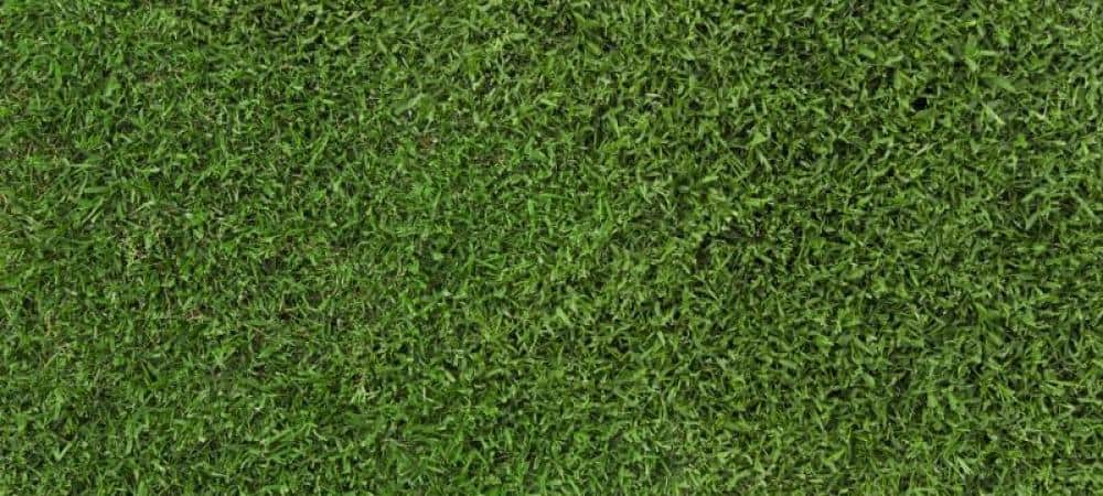 creeping bentgrass