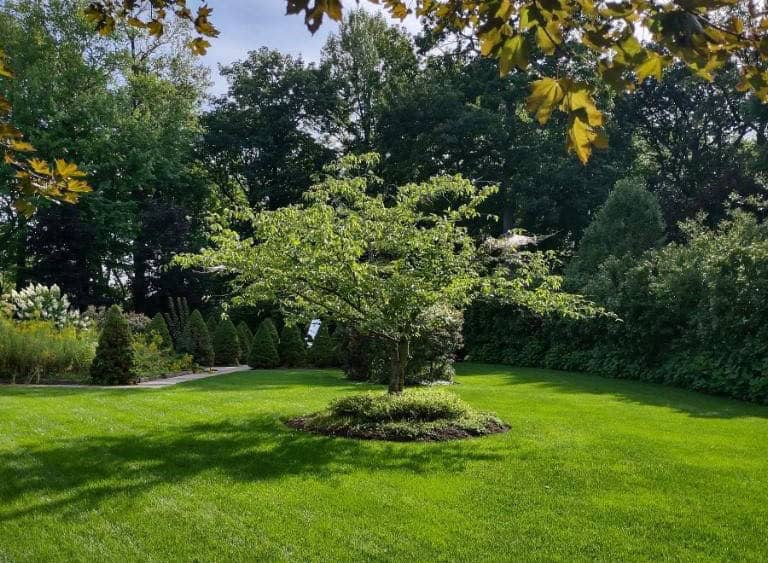 Ornamental Landscape Tree