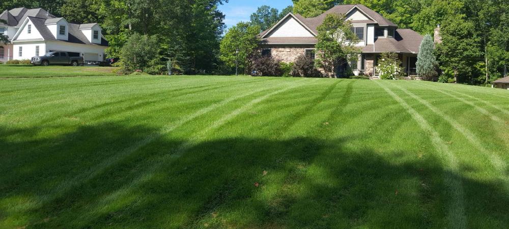 Get beautiful grass that grows in the shade
