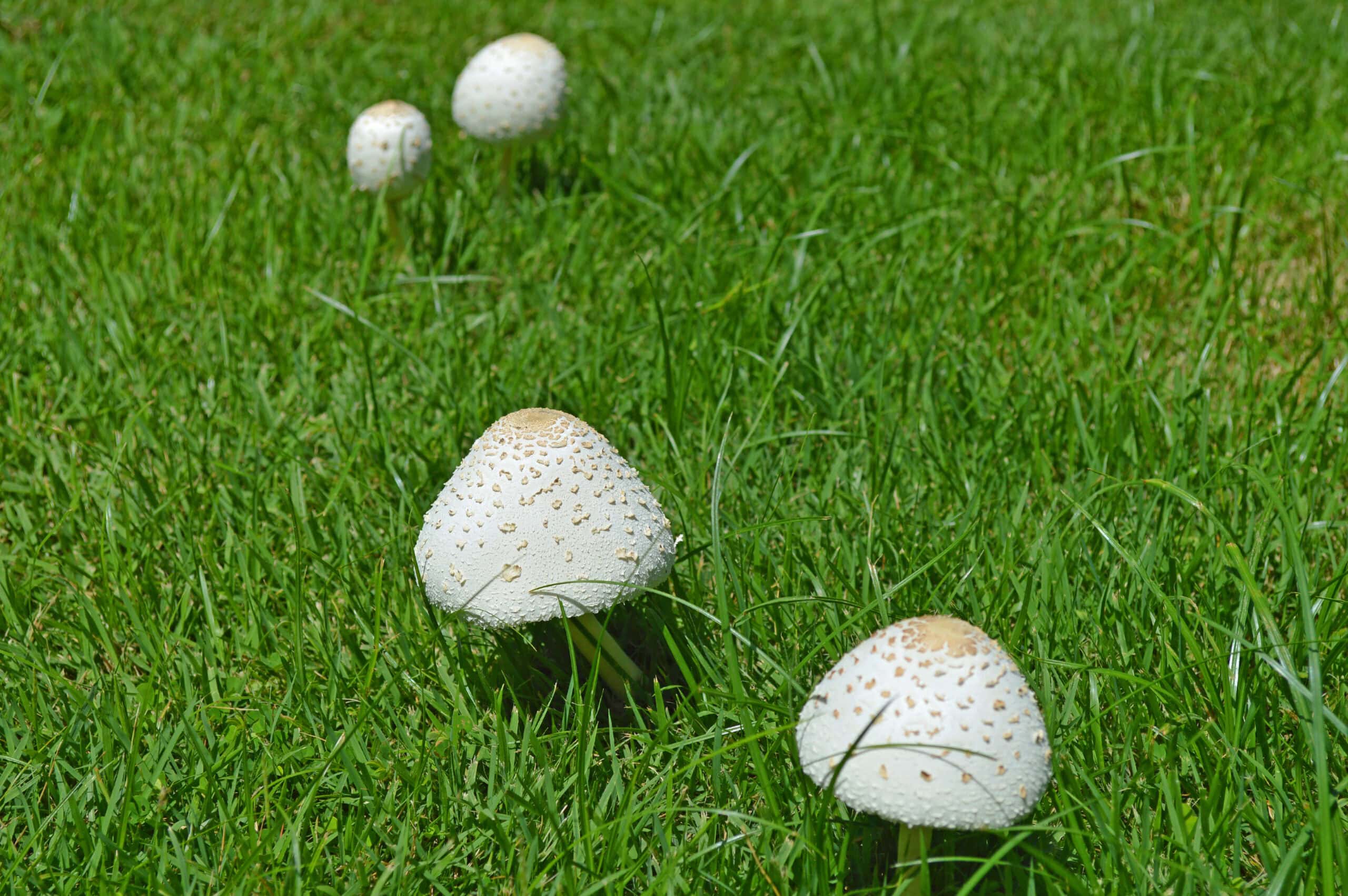 Mushrooms in lawn