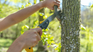 Winter Pruning